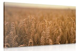 Stampa su tela – Campo di grano
