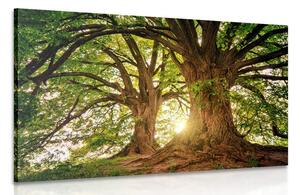 Stampa su tela – Alberi maestosi