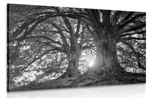 Quadro su tela – Alberi maestosi in bianco e nero