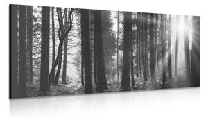 Stampa su tela – Foresta inondata di sole in bianco e nero