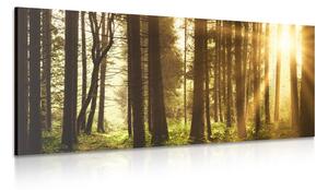 Quadro su tela – Foresta inondata di sole