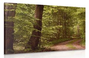 Quadro su tela – Foresta verde