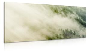Quadro su tela – Foresta nebbiosa