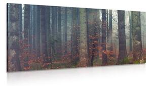 Quadro su tela – Mistero della foresta