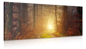 Stampa su tela – Luce nella foresta