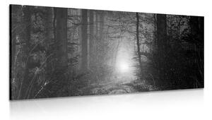 Quadro su tela – Luce nella foresta in bianco e nero