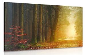 Stampa su tela – Sentiero nella foresta