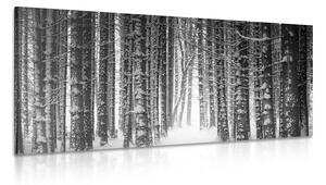 Stampa su tela – Foresta coperta di neve in bianco e nero