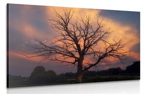 Stampa su tela – Splendido albero sul prato