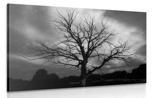 Quadro su tela – Albero sul prato in bianco e nero