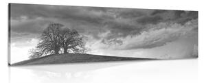 Stampa su tela – Alberi solitari in bianco e nero