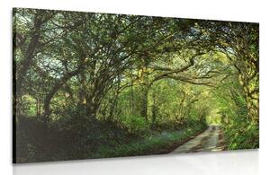 Quadro su tela – Foresta da fiaba