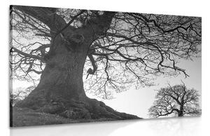 Quadro su tela – Simbiosi degli alberi in bianco e nero