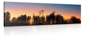 Quadro su tela – Foresta avvolta nell'oscurità