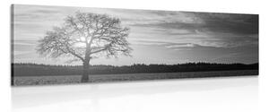 Stampa su tela – Albero solitario in bianco e nero
