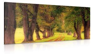 Quadro su tela – Sentiero nella foresta autunnale