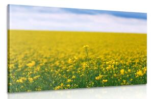 Stampa su tela – Campo giallo