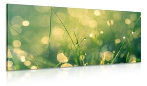 Quadro su tela – Rugiada mattutina