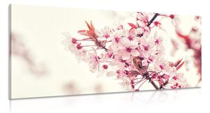 Quadro su tela – Fiori rosa di ciliegio