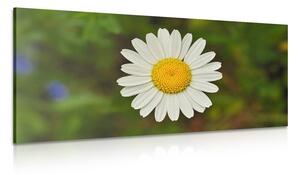 Quadro su tela – Fiore di margherita
