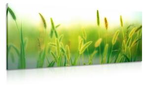 Stampa su tela – Steli d'erba in verde