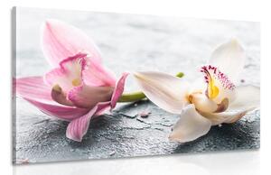 Stampa su tela – Due fiori colorati di orchidea