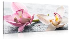 Quadro su tela – Fiori di orchidea