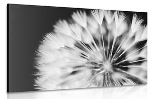 Stampa su tela – Dente di leone in bianco e nero