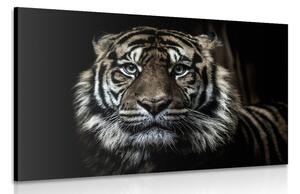 Stampa su tela – Tigre