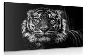 Quadro su tela – Tigre in bianco e nero