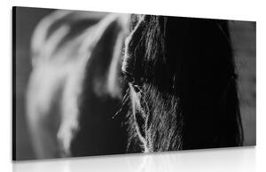 Quadro su tela – Cavallo maestoso in bianco e nero