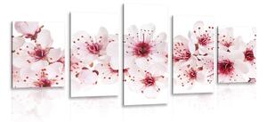 Quadri 5 pezzi – Fiori di ciliegio