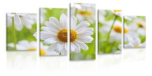 Quadri 5 pezzi – Prato primaverile pieno di fiori