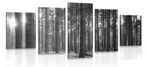 Quadri 5 pezzi – Mattina nella foresta in bianco e nero