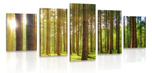 Quadri 5 pezzi – Mattina nella foresta