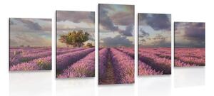 Quadri 5 pezzi – Terra dei campi di lavanda