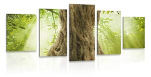 Quadri 5 pezzi – Radice dell'albero
