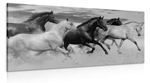 Quadro su tela – Branco di cavalli in bianco e nero