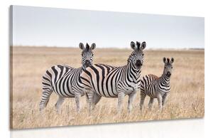 Stampa su tela – Tre zebre nella savana