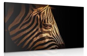 Stampa su tela – Ritratto di zebra