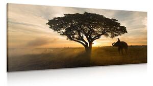 Quadro su tela – Elefante all'alba