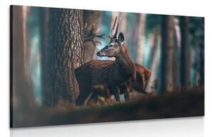Stampa su tela – Cervo nella foresta di pini