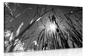 Quadro su tela – Erba di campo in bianco e nero