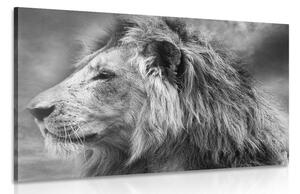 Quadro su tela – Leone africano in bianco e nero