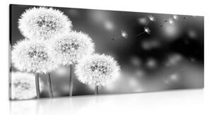 Quadro su tela – Dente di leone soffice in bianco e nero