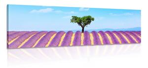 Quadro su tela – Campo di lavanda provenzale
