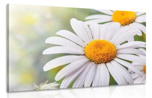 Stampa su tela – Fiori di camomilla