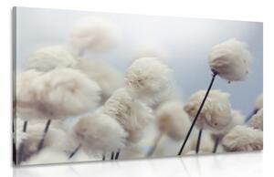 Quadro su tela – Fiori artici di cotone