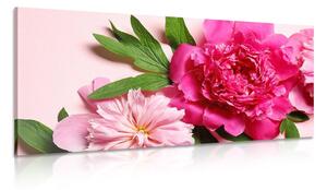 Quadro su tela – Peonie in rosa