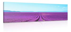 Stampa su tela – Campo di lavanda infinito